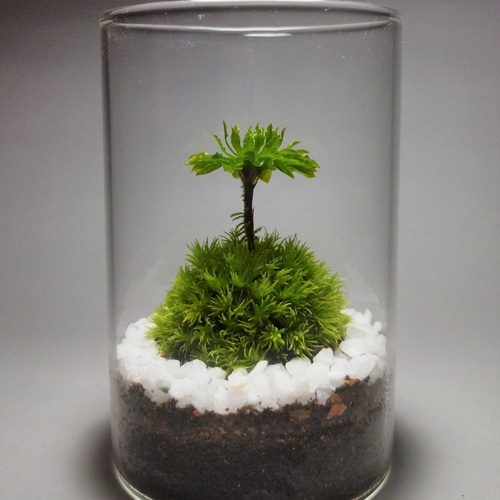 【受注生産】 苔テラリウム 苔ボトル ホソバオキナゴケ　アクアテラリウム 苔テラリウム ホソバオキナゴケ・オオカサゴケ その他インテリア雑貨