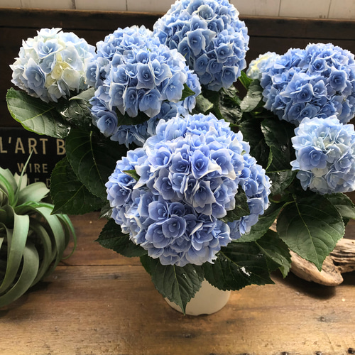 アジサイ：ポージィーブーケ エリー（ピンク）5号鉢植え の通販