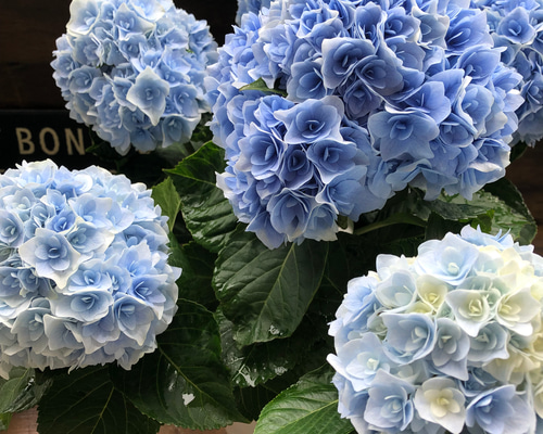 新品種♡ポージィ ブーケ エリー♡アジサイ♡紫陽花