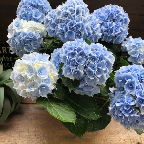 ■新品種■ポージィブーケエリー アジサイ 5号鉢■紫陽花 八重咲 てまり咲き アジサイ：ポージィーブーケ エリー（ピンク）5号鉢植え の通販