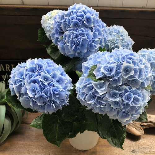 ■新品種■ポージィブーケエリー アジサイ 5号鉢■紫陽花 八重咲 てまり咲き アジサイ：ポージィーブーケ エリー（ブルー）5号鉢植え の通販