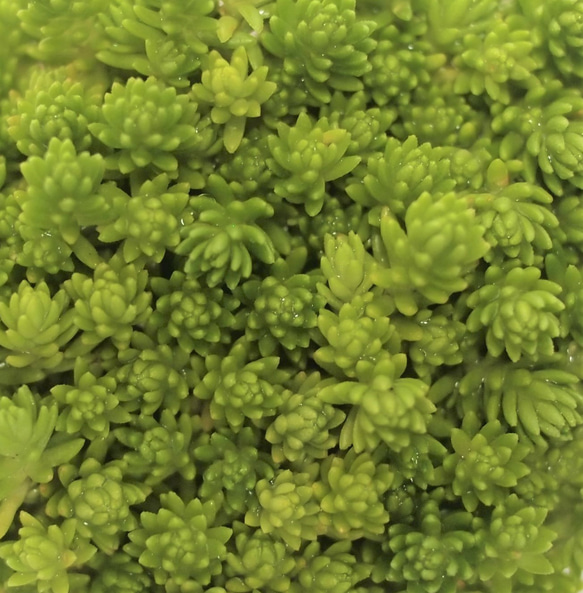 モリムラマンネングサ（多肉植物）（カット苗） 3枚目の画像