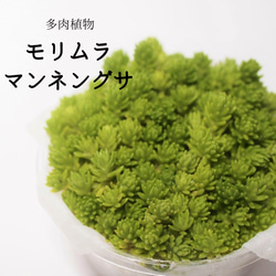 モリムラマンネングサ（多肉植物）（カット苗） 1枚目の画像