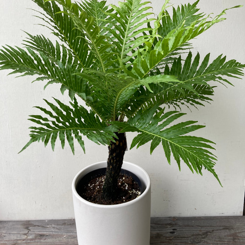カッコいいシダ植物「ブレクナム シルバーレディ」幹上がりを陶器鉢に