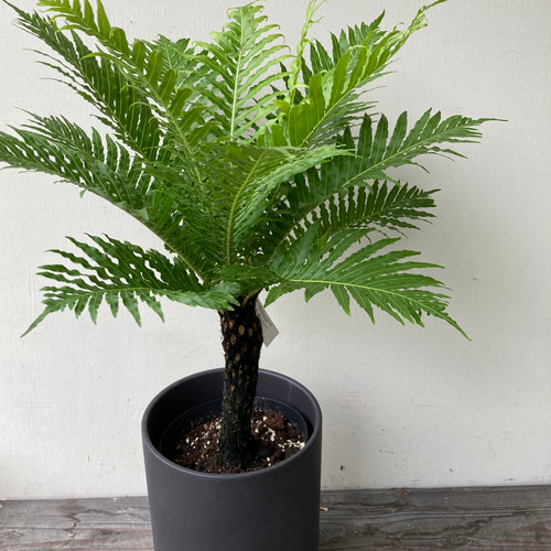 カッコいいシダ植物「ブレクナム シルバーレディ」幹上がりを陶器鉢に