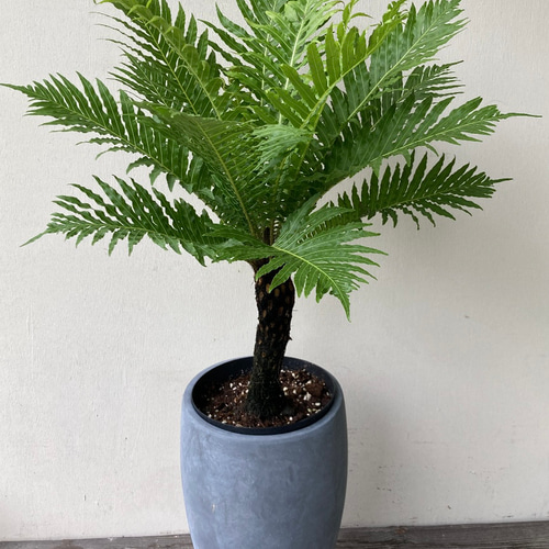 シダ植物 ブレクナム シルバーレディ 幹上がり 陶器鉢上