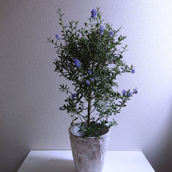 セアノサス　カリフォルニアライラック　10号鉢 セアノサス カリフォルニアライラック 10号鉢