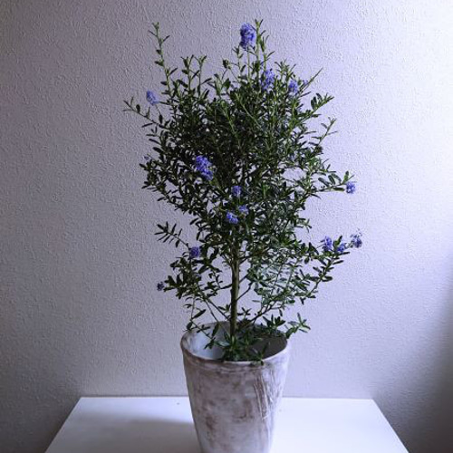 KaiLee　セアノサス　カルフォルニア　ライラック　 セット Amazon | カリフォルニアライラック セアノサス 全高70cm 苗木 6