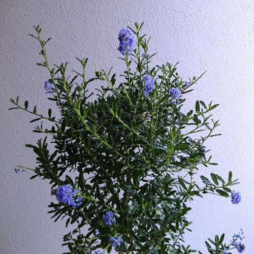 KaiLee　セアノサス　カルフォルニア　ライラック　 セット Amazon | カリフォルニアライラック セアノサス 全高70cm 苗木 6