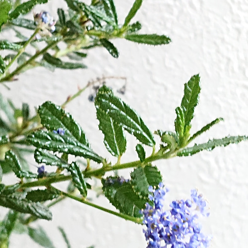 KaiLee　セアノサス　カルフォルニア　ライラック　 セット Amazon | カリフォルニアライラック セアノサス 全高70cm 苗木 6