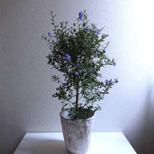 ○数量限定○新作○ ”セアノサス カリフォルニアライラック（60