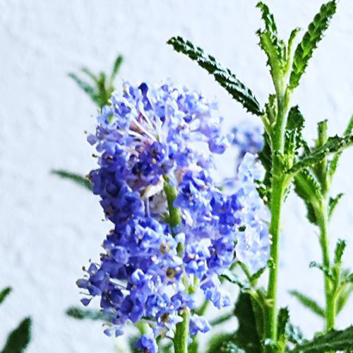 KaiLee　セアノサス　カルフォルニア　ライラック　 セット Amazon | カリフォルニアライラック セアノサス 全高70cm 苗木 6