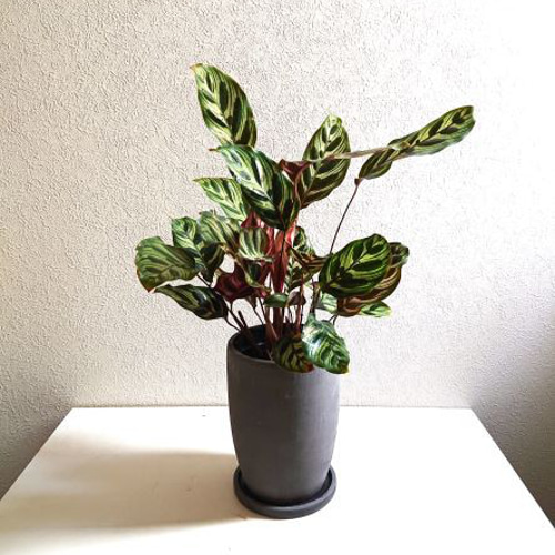 観葉植物】カラテア・マコヤナ 受皿付