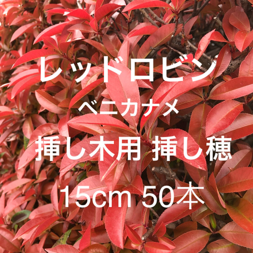 レッドロビン ベニカナメ 挿し木用 挿し穂 15cm 50本 紅カナメ