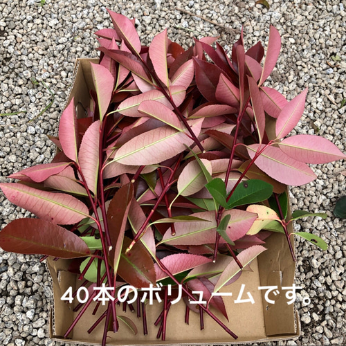 レッドロビン ベニカナメ 挿し木用 挿し穂 15cm 50本 紅カナメ