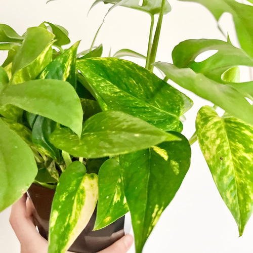 寄せ植え 3種 ヒメモンステラ ポトス オリヅルラン その他インテリア