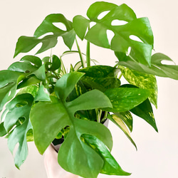 38cab576d59fc239623d47245fb4db