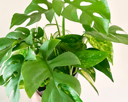 寄せ植え 3種 ヒメモンステラ ポトス オリヅルラン その他インテリア