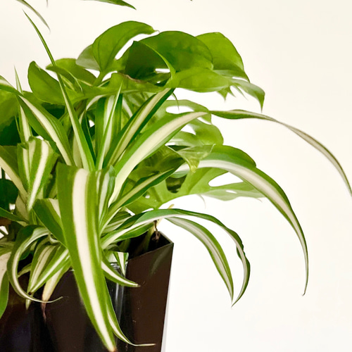 寄せ植え 3種 ヒメモンステラ ポトス オリヅルラン その他インテリア