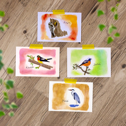 鳥類イラストカード 52枚セット 鳥たちのイラストポストカード 3枚セット - メルカリ