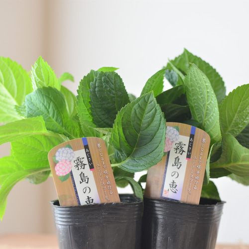 秋色紫陽花mari(のんびり出品中)様 リクエスト 4点 まとめ商品 秋色