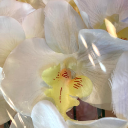 光触媒　人工観葉植物　ウォールグリーン　フェイク　フラワー　胡蝶蘭6239 4枚目の画像