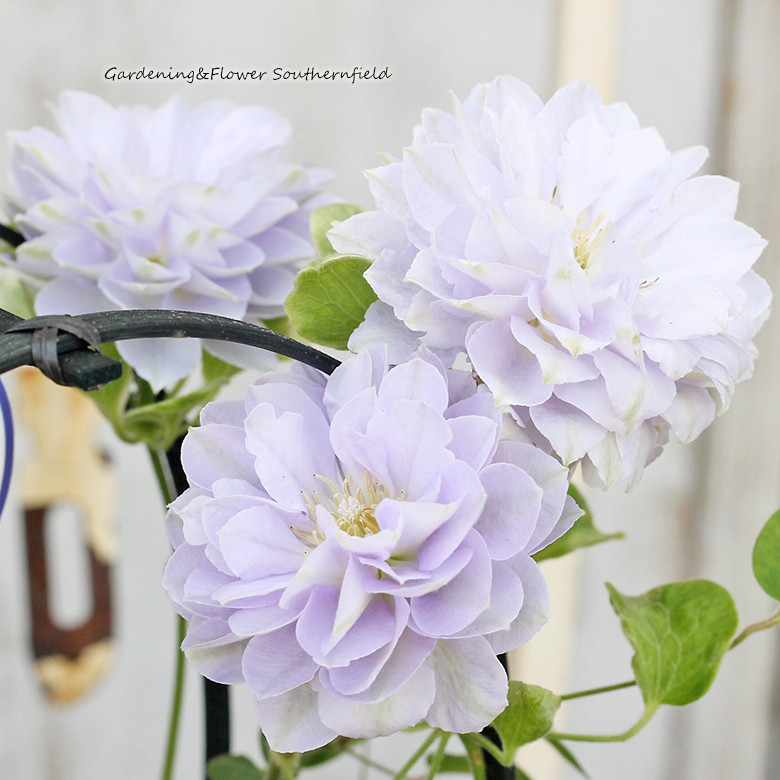 クレマチス 華川 母の日 鉢植え 八重咲き 5号 母の日 ギフト 2023年5