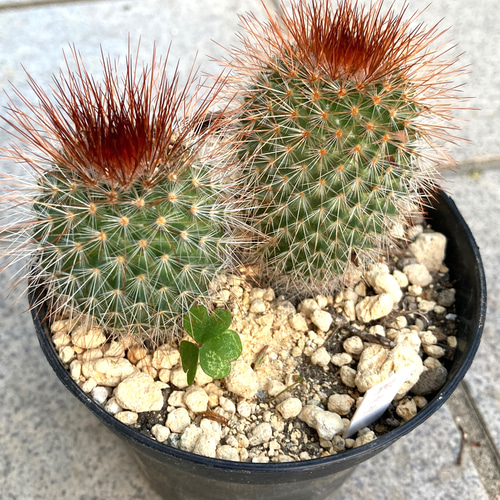 サボテン メラレウカ♪抜き苗 【公式通販】