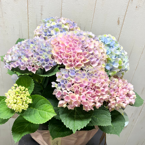 虹色 アジサイ マジカルレボリューション レインボー その他インテリア