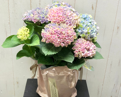 虹色グラデーション紫陽花入りのバレッタ♡ 虹色グラデーション紫陽花入りのバレッタ♡ 虹色グラデーション紫陽花