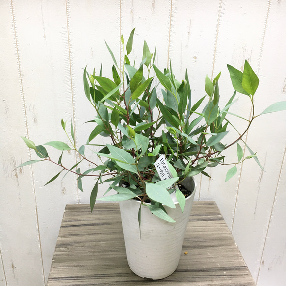 ユーカリ ポプルネア 4.5号鉢 その他インテリア雑貨 PLANTS SHOP OLIVE