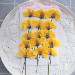 銀貨】庭猫 フィジー 2022年 1オンス シルバーコイン カラー版【純銀