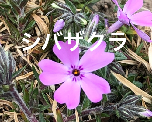Amazon.co.jp: 桜 苗木 啓翁桜 12cmポット苗 けいおうざくら