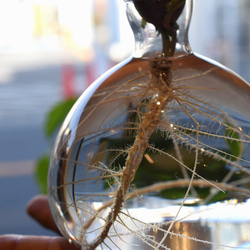 どんぐり 水耕栽培  花器 クリア 2枚目の画像