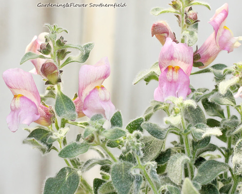 0cc8a33992d63936956a92413fdfc0