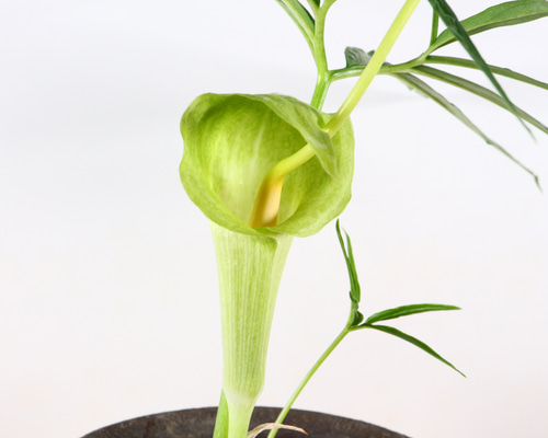 ミニウラシマソウ5.6本　浦島草　苗　 山野草　耐寒性多年草　多年草　天南星 ウラシマソウ 浦島草 ミニサイズ 球根 山野草 耐寒性多年草