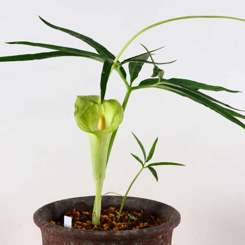 4-21 浦島草 青軸 素心花 天南星科 緑色の仏炎包 鉢植え 盆栽 極 通販