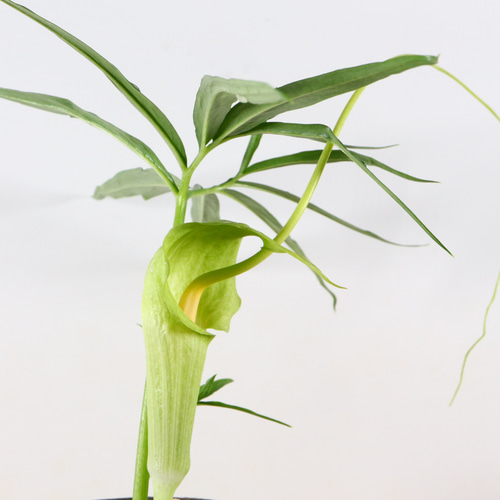 4-21 浦島草 青軸 素心花 天南星科 緑色の仏炎包 鉢植え 盆栽 極 通販