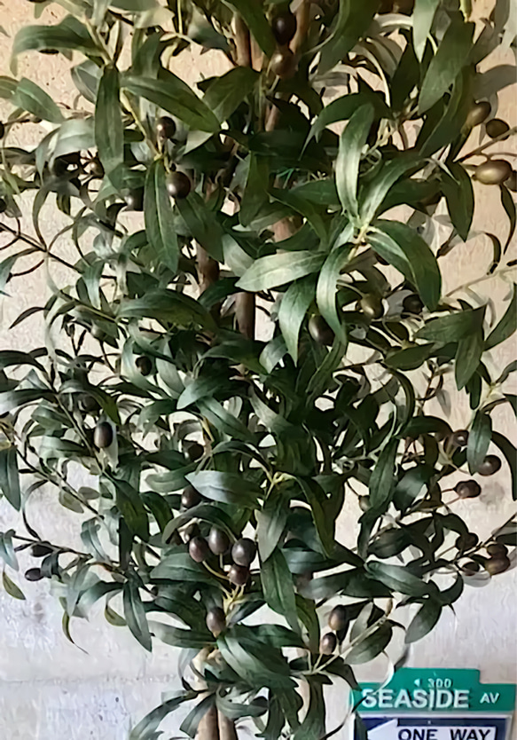 光触媒　人工観葉植物　ウォールグリーン　フェイク　　　　フラワー　オリーブ176 4枚目の画像