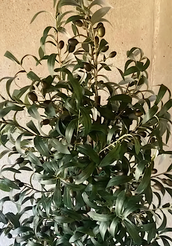 光触媒　人工観葉植物　ウォールグリーン　フェイク　　　　フラワー　オリーブ176 3枚目の画像