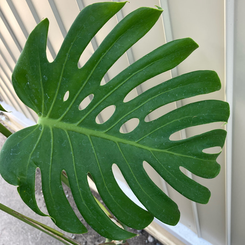 モンステラ 160㎝