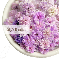 国産・大容量】かすみ草 NO.112 ドライフラワー 染め 花材 その他素材  