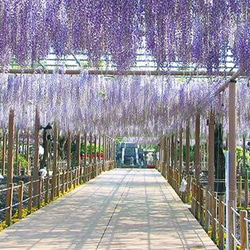 嗅ぐ楽しみ　白藤花（藤の花）ノ香　10ml　花束風は有料に　リアル花ノ香　天然香料　曼荼羅寺 2枚目の画像