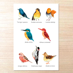 選べるポストカードセット（29.森の野鳥図鑑） ポストカード オトン