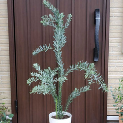 アカシアブルーブッシュ　鉢植え　ミモザ　苗　オージープランツ　ロックガーデン 6枚目の画像