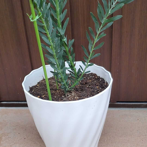 アカシアブルーブッシュ 鉢植え ミモザ 苗 オージープランツ ロック