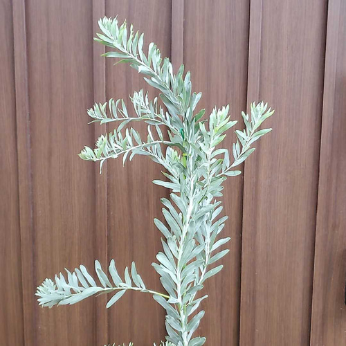 アカシアブルーブッシュ 鉢植え ミモザ 苗 オージープランツ ロック