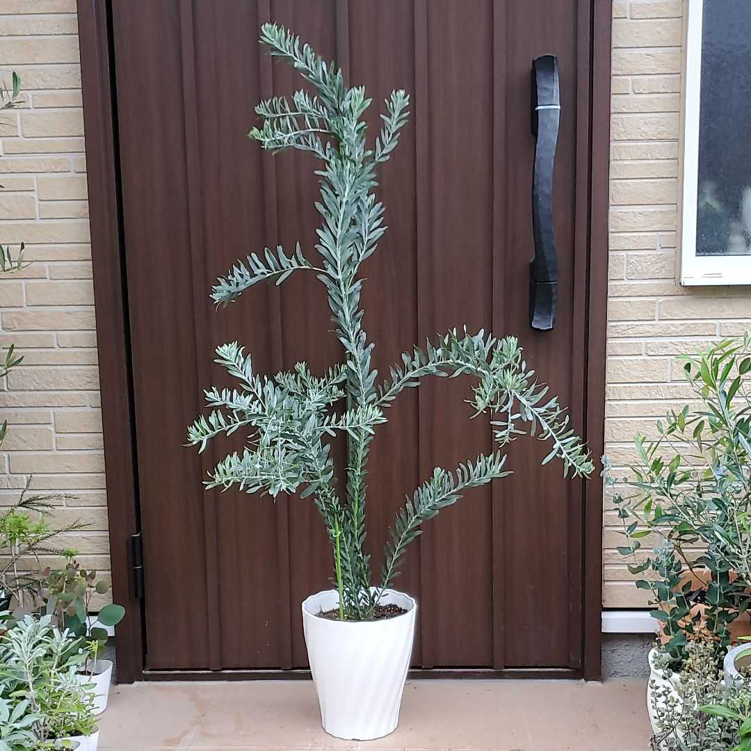 アカシアブルーブッシュ 鉢植え ミモザ 苗 オージープランツ ロック
