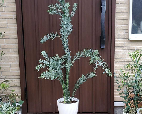 ブルーブッシュ/ 520 再販☆アカシアブルーブッシュ 大きめ♪鉢植え ミモザ苗 ロック