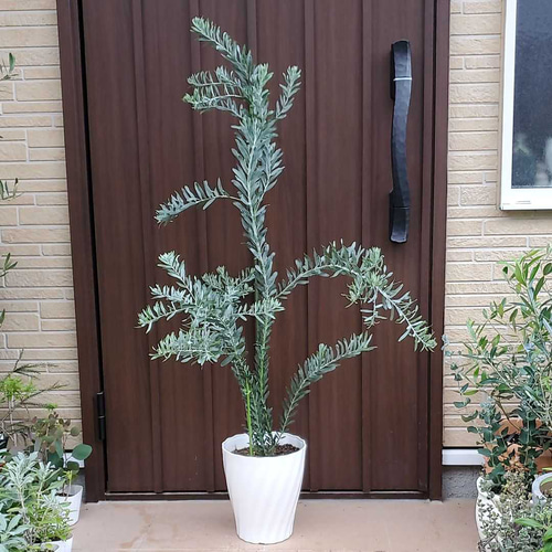 可愛い♪ アカシアブルーブッシュ 観葉植物 レンガ調石膏鉢植え